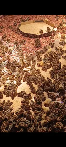 Pintinhos de codorna gigante e japônica 