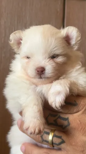 Spitz alemão/ Lulu
