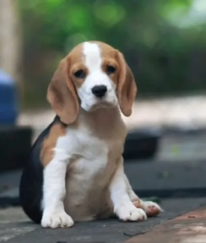 Filhotes de Beagle | Alegria garantida com esses pequenos companheiros.