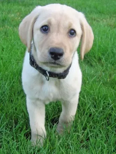 Filhotes de Labrador | Amor que não tem medida.