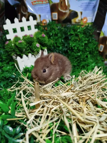 Mini coelhos ?