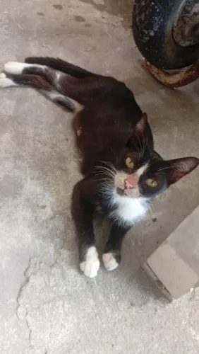 Doação Responsável Gata Castrada 5 meses