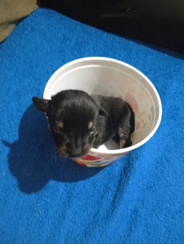 Filhotes de pinscher n00 no preço mais acessível que vc já viu