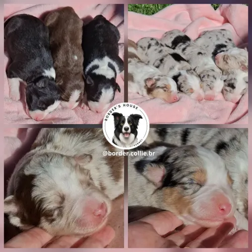 Filhotes de Border Collie @border.collie.br