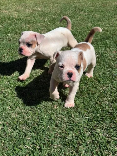 Cachorro boxer 