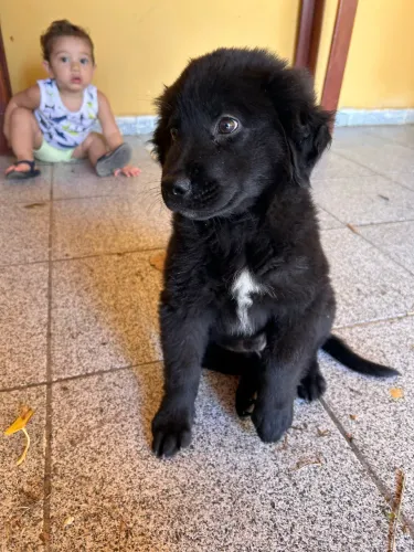 Labrador preto