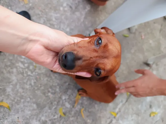 Cachorrinho Salsinha para doação