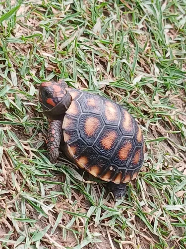 Vendo