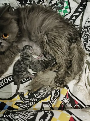 Filhote disponível gato Persa