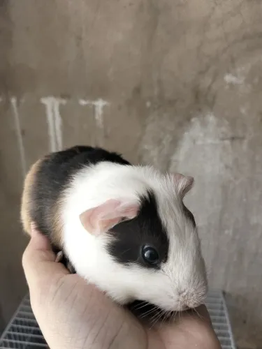 Porquinho da índia