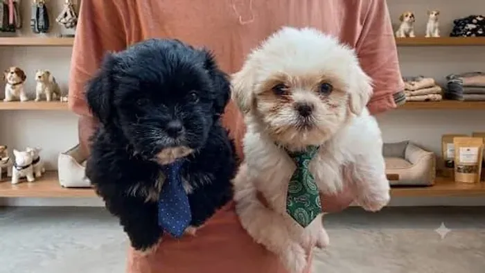 Shihtzu macho
