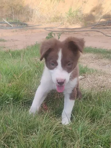 Filhote border collie, Cãopanheiros prontos para alegrar sua vida!