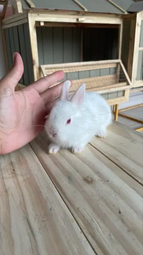 Coelho anão Netherland Dwarf