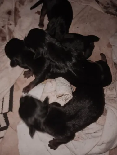 4 filhotes de pinscher 3Machos e 1 fem fêmea por 500