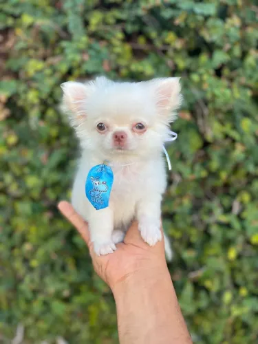Chihuahua Branco