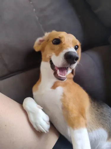 Beagle a procura de namorada.