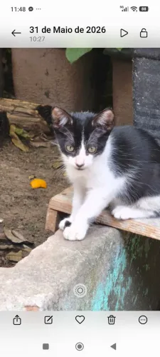 Doação de gatos