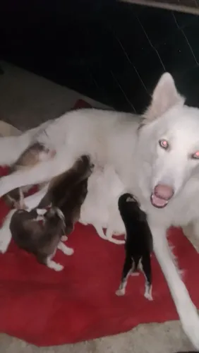 Filhote husky siberiano