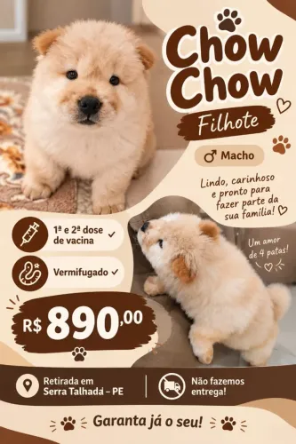 Chow chow filhote