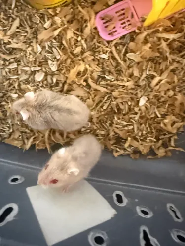 Casal de hamster