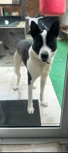 Doação border collie resgatadona rua