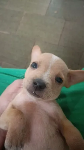 Doação filhote macho porte pequeno