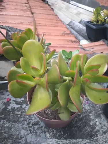 Planta Jade (Crassula ovata) em vaso