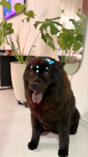 Doa-se Chow Chow fêmea 
