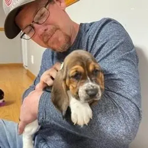 Basset Hound,Basset Hound Filhote Pronto Para Novo Lar
