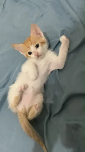 Filhote de gato 