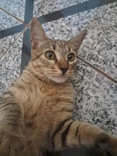 Doa-se filhote de gato (macho; vacinado)