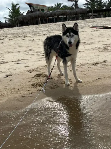 Husky siberiano
