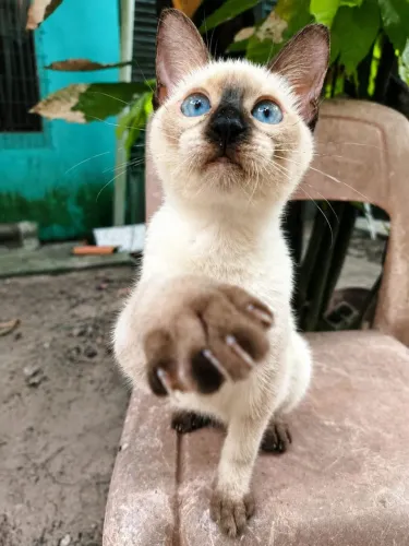 Gato castrado para adoção 