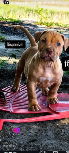 Pit monster 