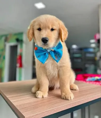 Golden Retriever Filhote