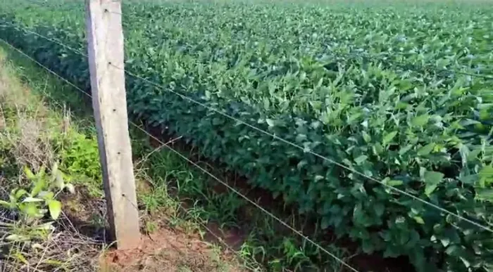 Fazenda região Brasnorte dupla aptidão 700 hac