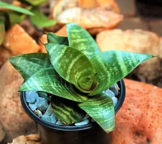 Espadinhas de S. Jorge 