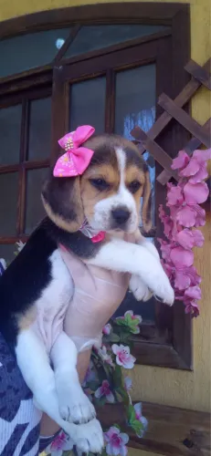 Filhotes beagle lindos garantia de saúde/ pedigree