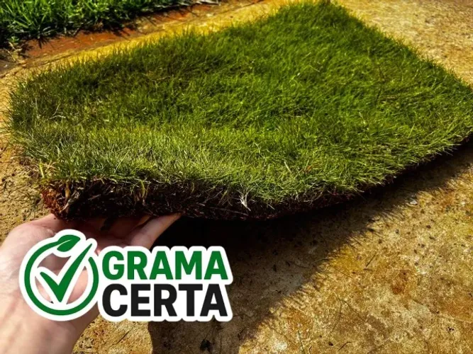 Grama Coreana Natural ? Direto do Produtor | Consulte a sua Região