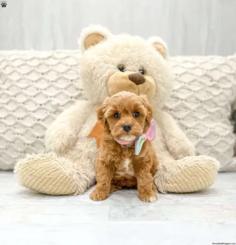 ?Fofura nível: Poodle com clima natalino ativado.? ?