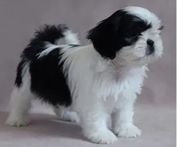 Shih-Tzu Fêmea Palha: Delicadeza e Alegria em Um Só Corpo!
