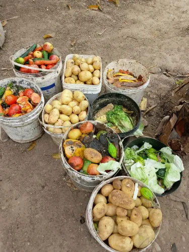 Alimento pra porcos e animais, lavagem, verduras e frutas