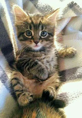 Bebês Maine Coon á venda !
