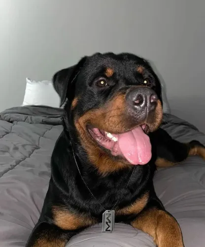 Filhotes Rottweiler Macho - Amigo e Leal