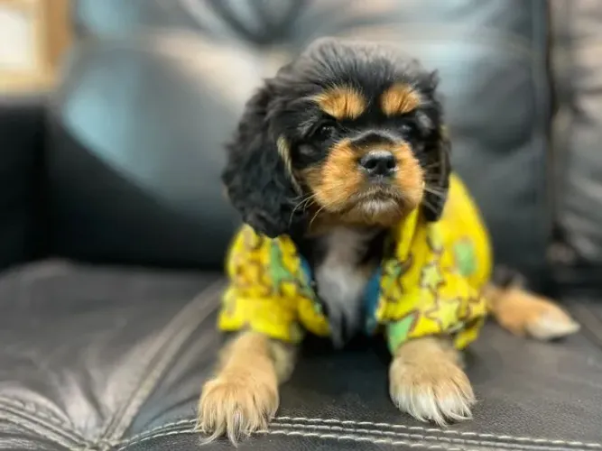Cavalier King Charles Mini Macho - Com suporte completo