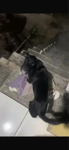 DOA-SE CACHORRO MARCHO