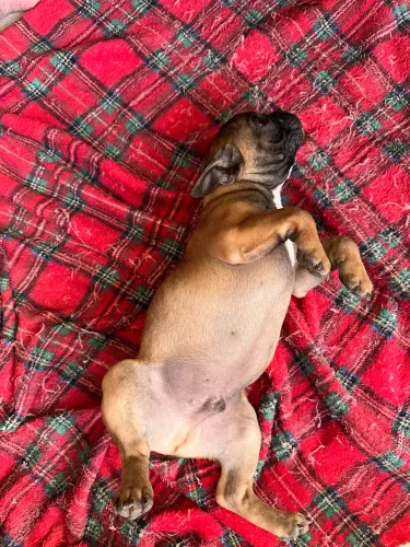 Buldogue francês