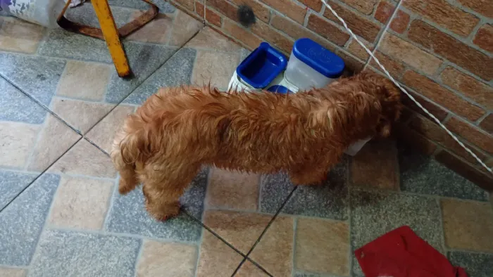 Ilhasa Apso