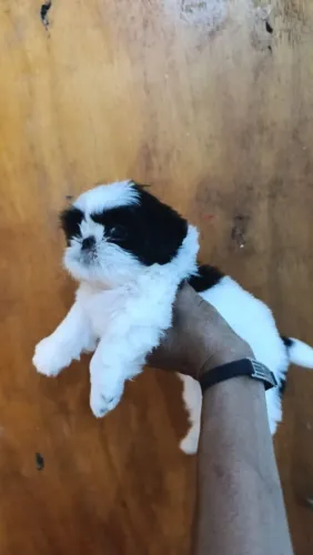 Shitzu macho