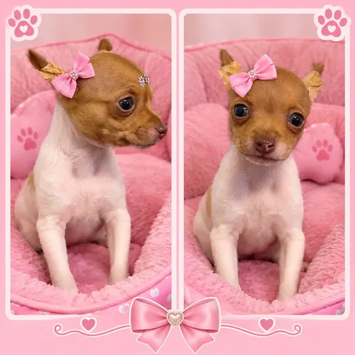 Pinscher sua grudinho chegou